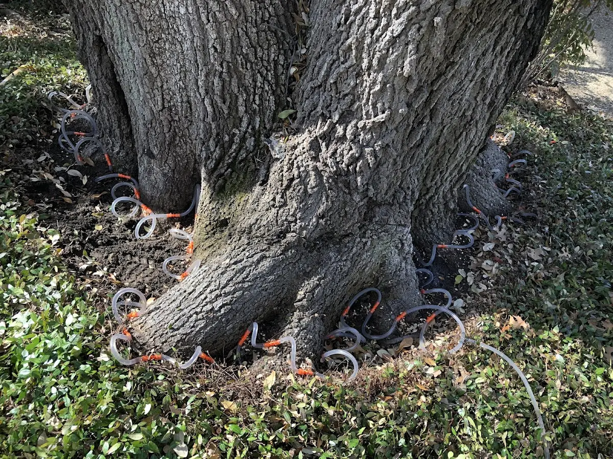 Detailed Tree Cabling and Bracing job site in Neillsville